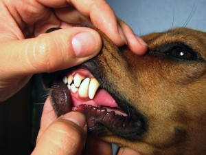 Dental pic VLR