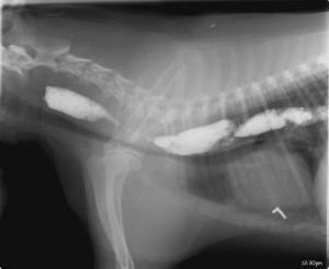 A dog with megaoesophagus 