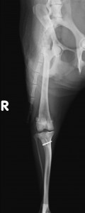 patella good position AP VLR