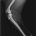 patella good position lateral VLR